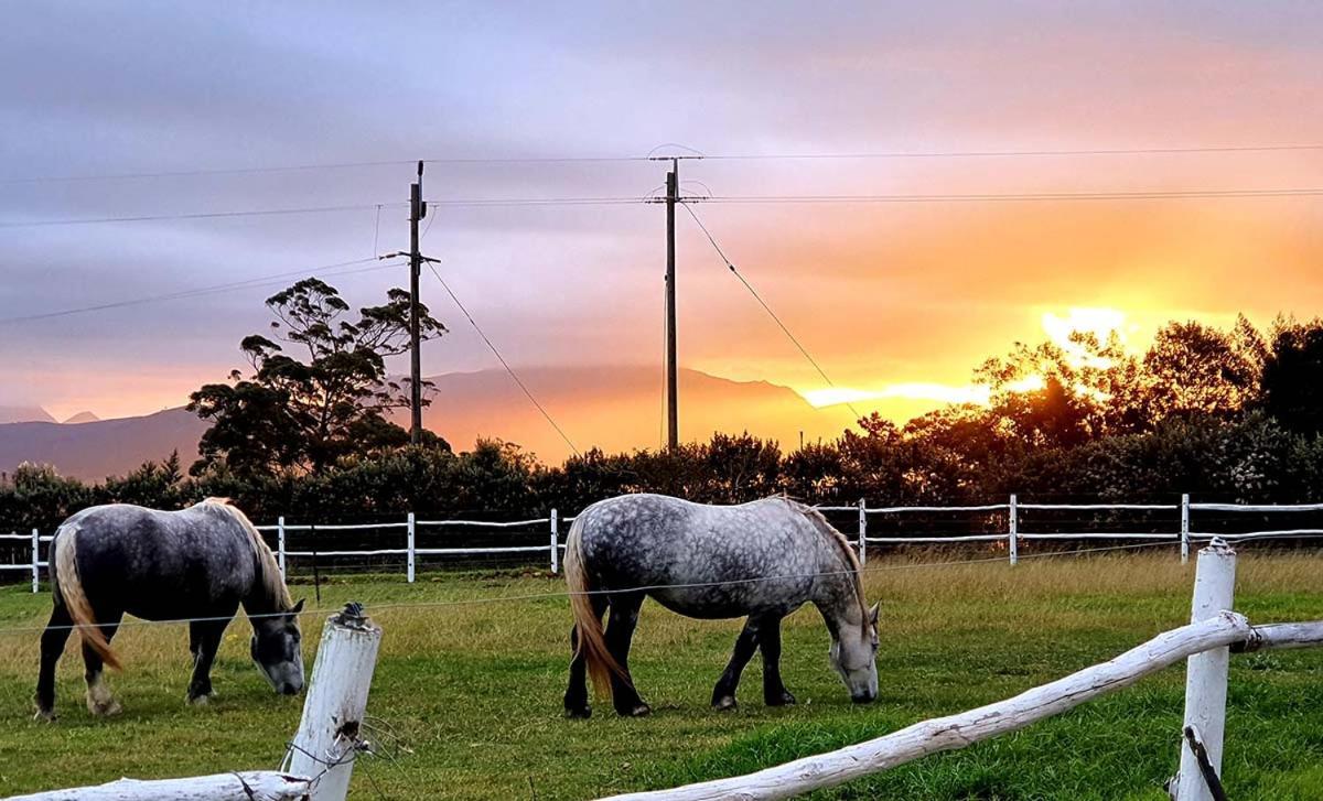 Outeniqua Moon Percheron Stud Farm Ruiterbos Esterno foto