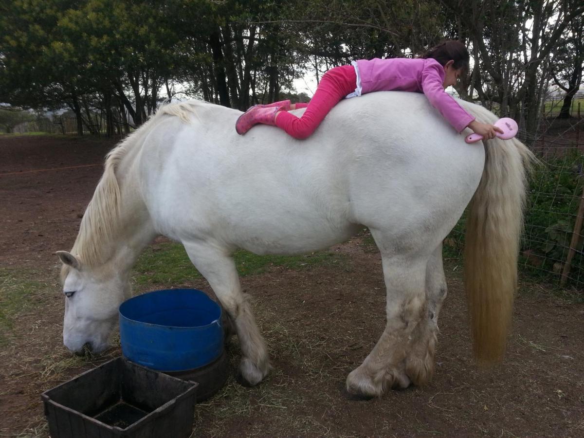 Outeniqua Moon Percheron Stud Farm Ruiterbos Esterno foto
