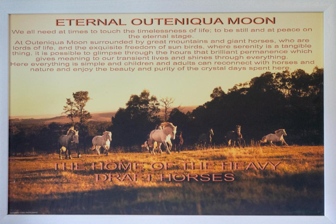 Outeniqua Moon Percheron Stud Farm Ruiterbos Esterno foto